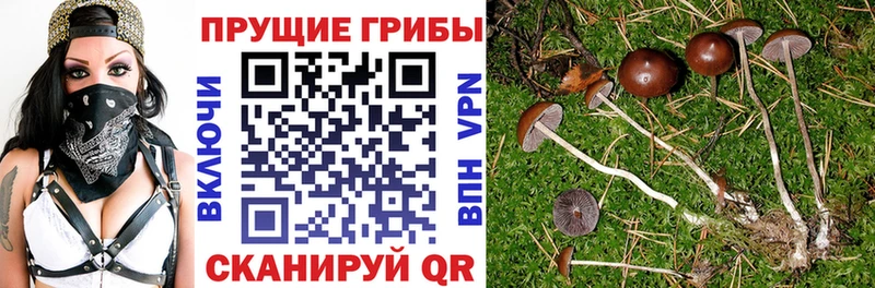 Псилоцибиновые грибы Psilocybine cubensis  Торопец 